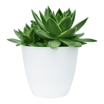Plant image